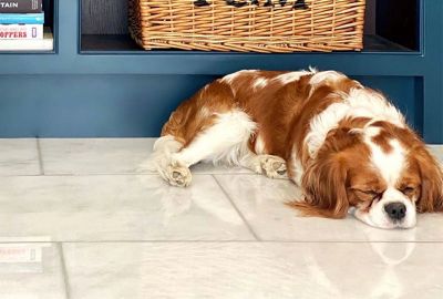 What is the Best Flooring for Pets?